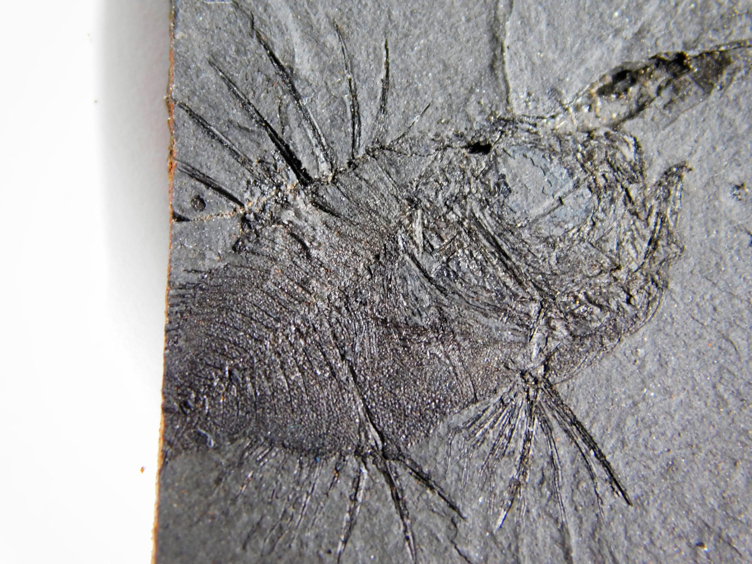Priacanthus sp.