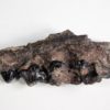 Sinopa sp. - Image 3