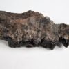Sinopa sp. - Image 4