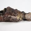 Sinopa sp. - Image 5
