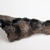 Sinopa sp. - Image 2