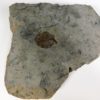 Dickinsonia costata - Image 2