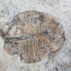 Dickinsonia costata - Image 3