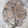 Dickinsonia costata - Image 4