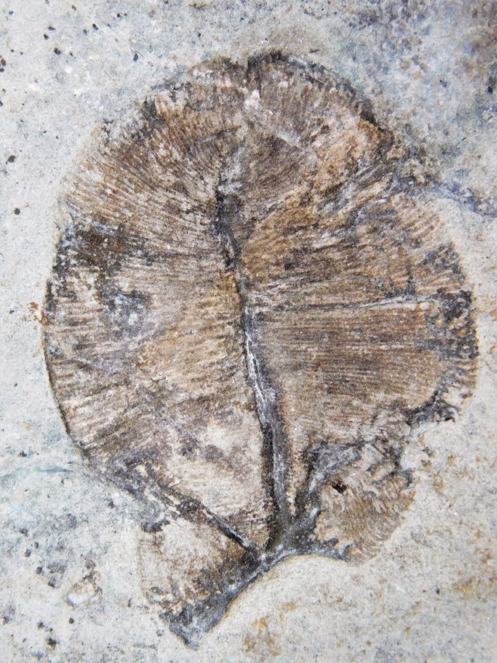 Dickinsonia costata