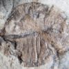 Dickinsonia costata - Image 5