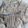 Dickinsonia costata - Image 6