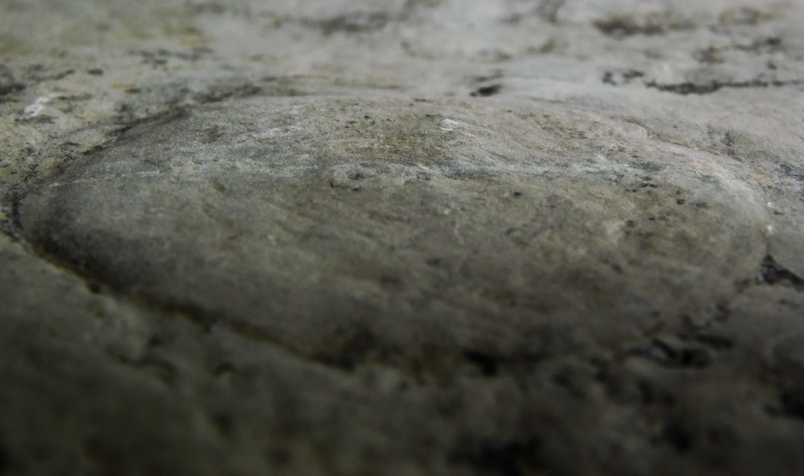 Ediacaria flindersi - Image 2