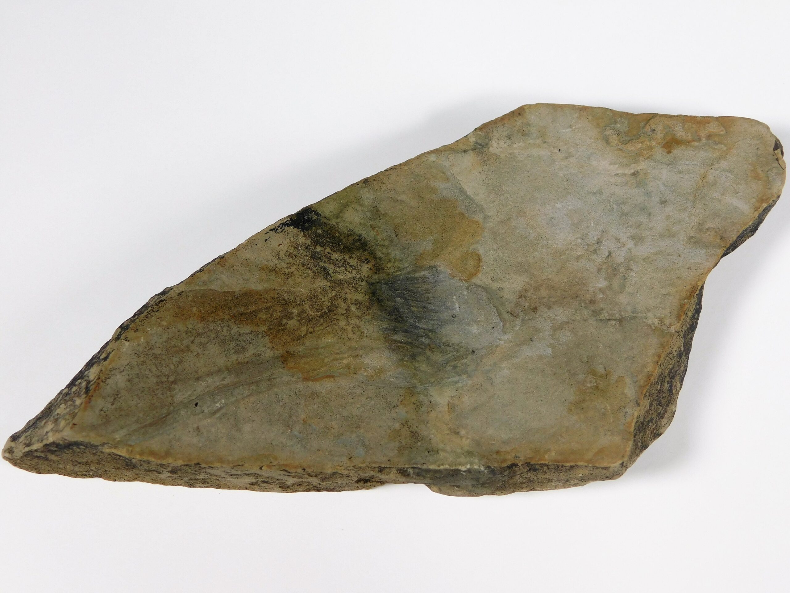 Inaria sp. - Image 5