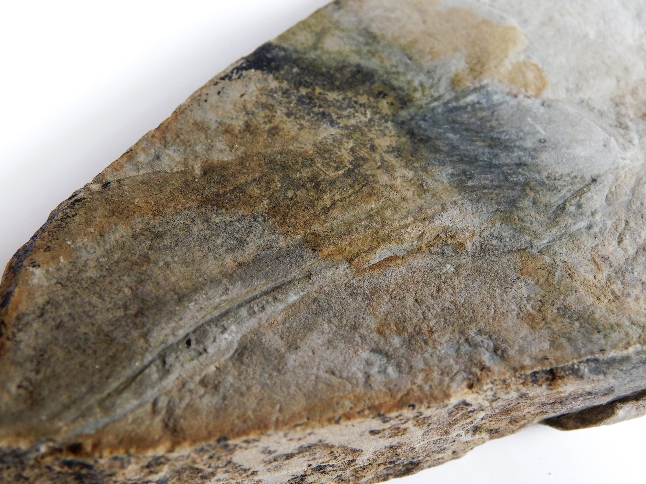 Inaria sp. - Image 4