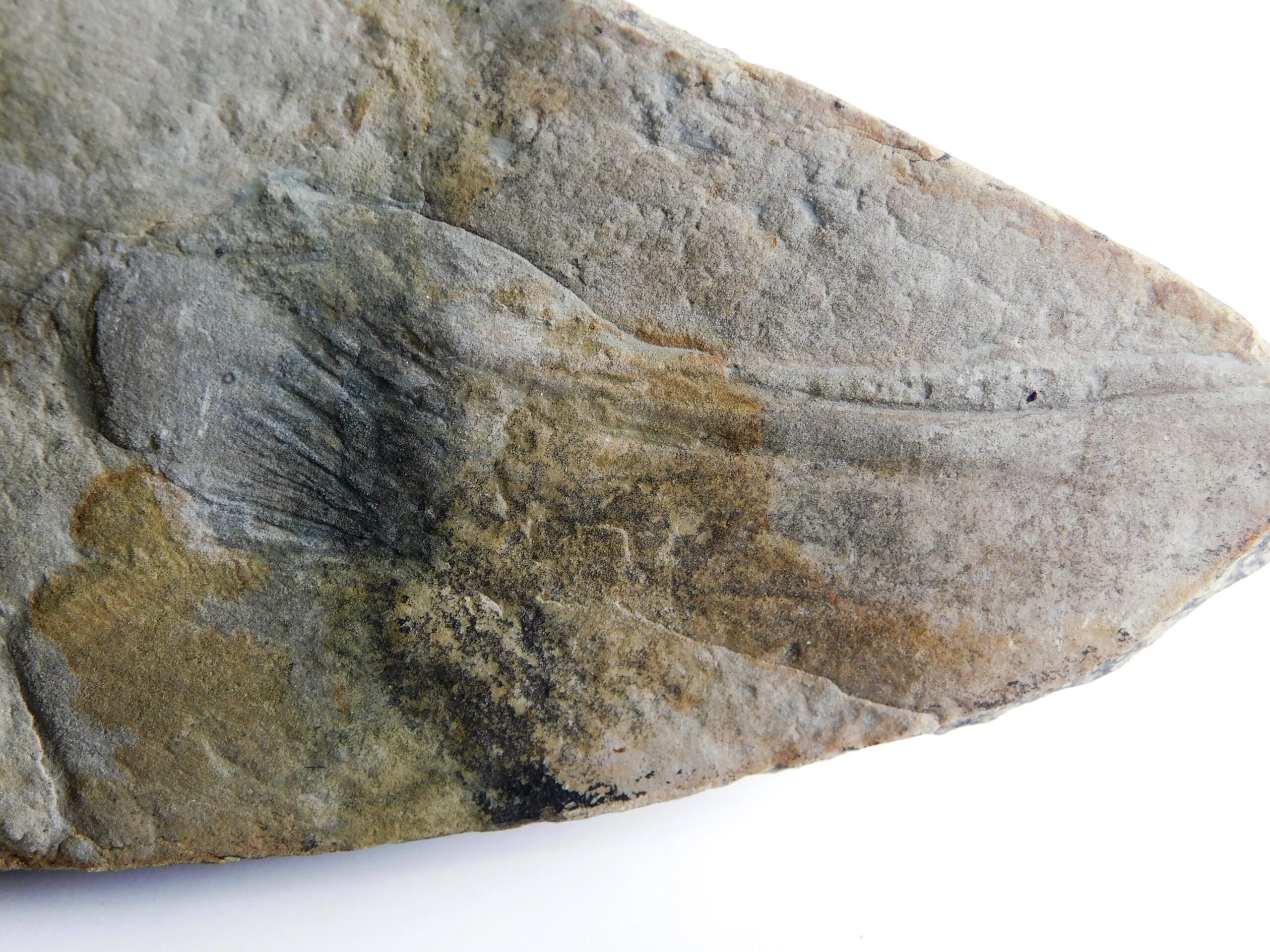 Inaria sp. - Image 3