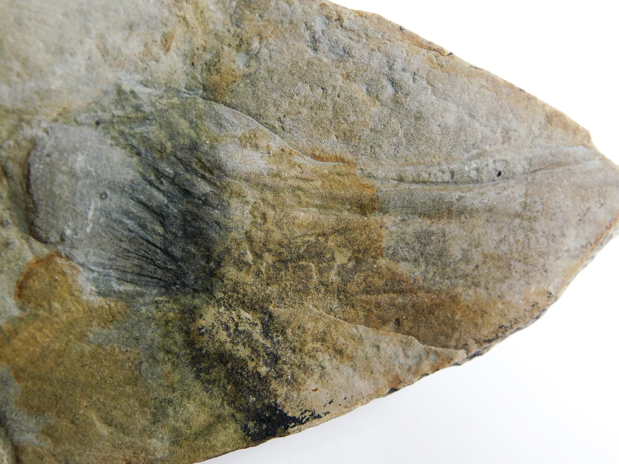 Inaria sp. - Image 2