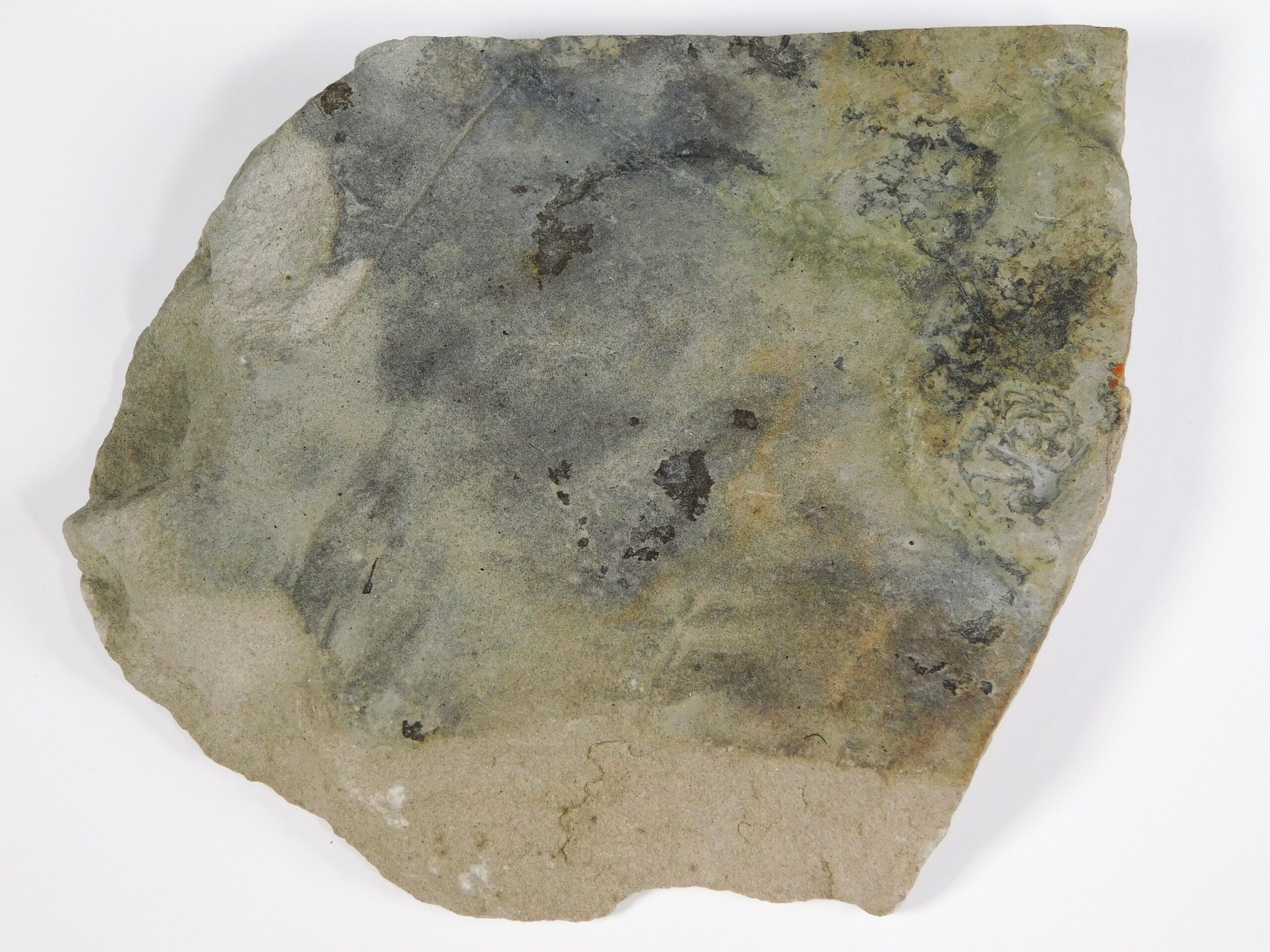 Margaritiflabellum anatolii Ivantsov 2014 - Image 3