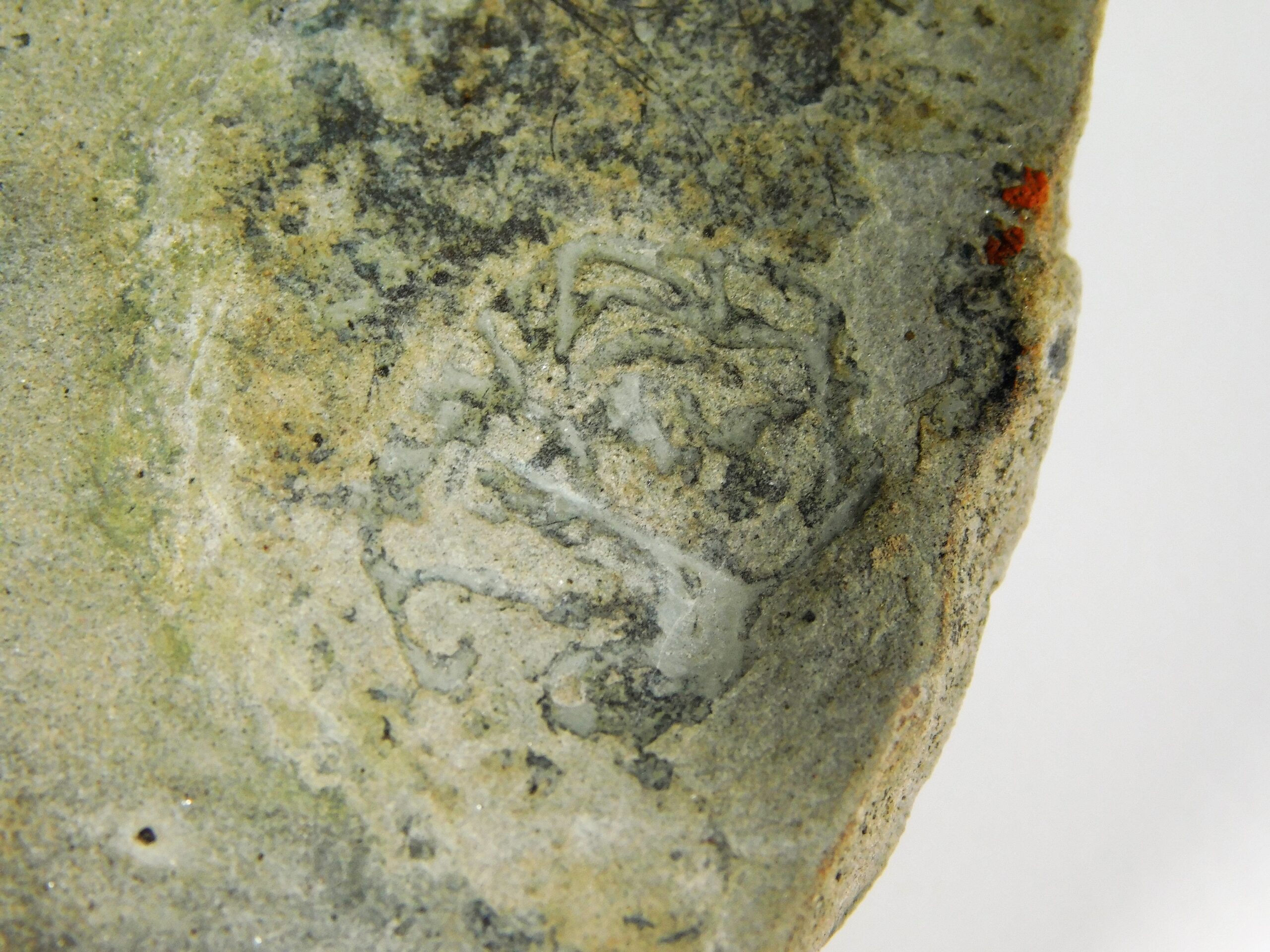 Margaritiflabellum anatolii Ivantsov 2014 - Image 5