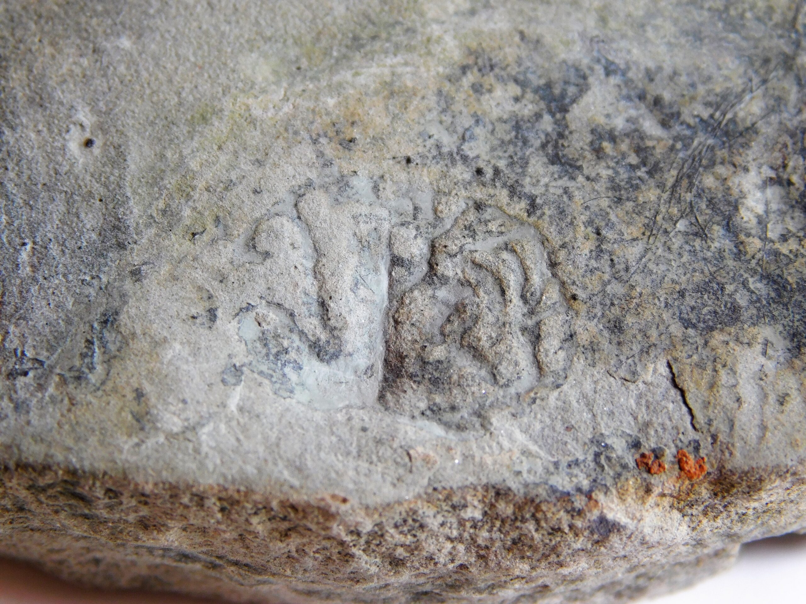 Margaritiflabellum anatolii Ivantsov 2014 - Image 2