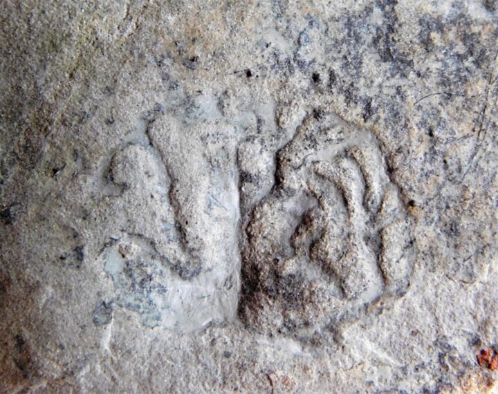 Margaritiflabellum anatolii Ivantsov 2014