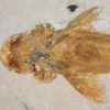 Peipiaosteus pani Liu 1965 - Image 5