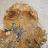 Peipiaosteus pani Liu 1965 - Image 2