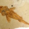 Peipiaosteus pani Liu 1965 - Image 3