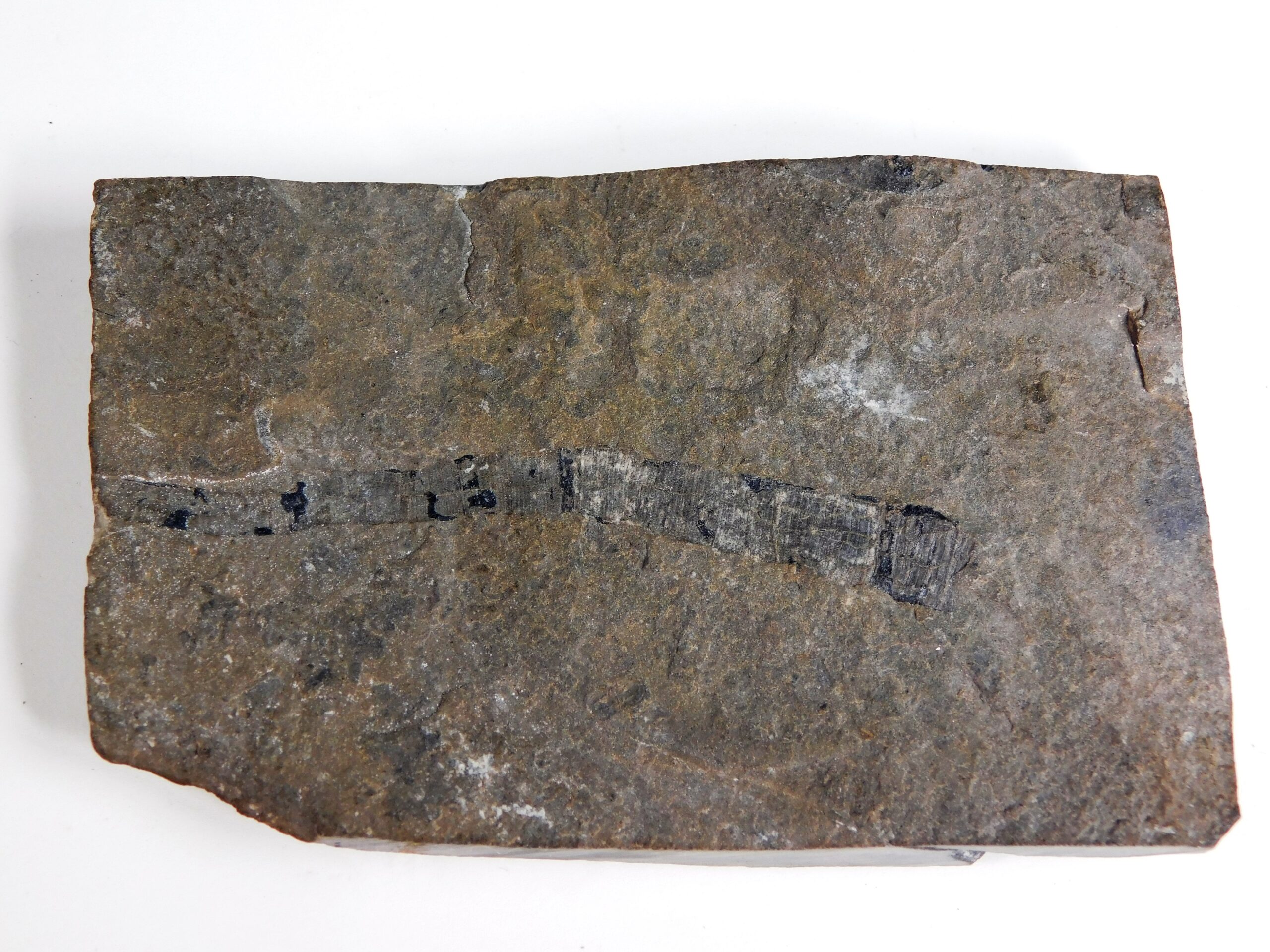 Burgess Shale Worm - Scathascolex minor - Image 3