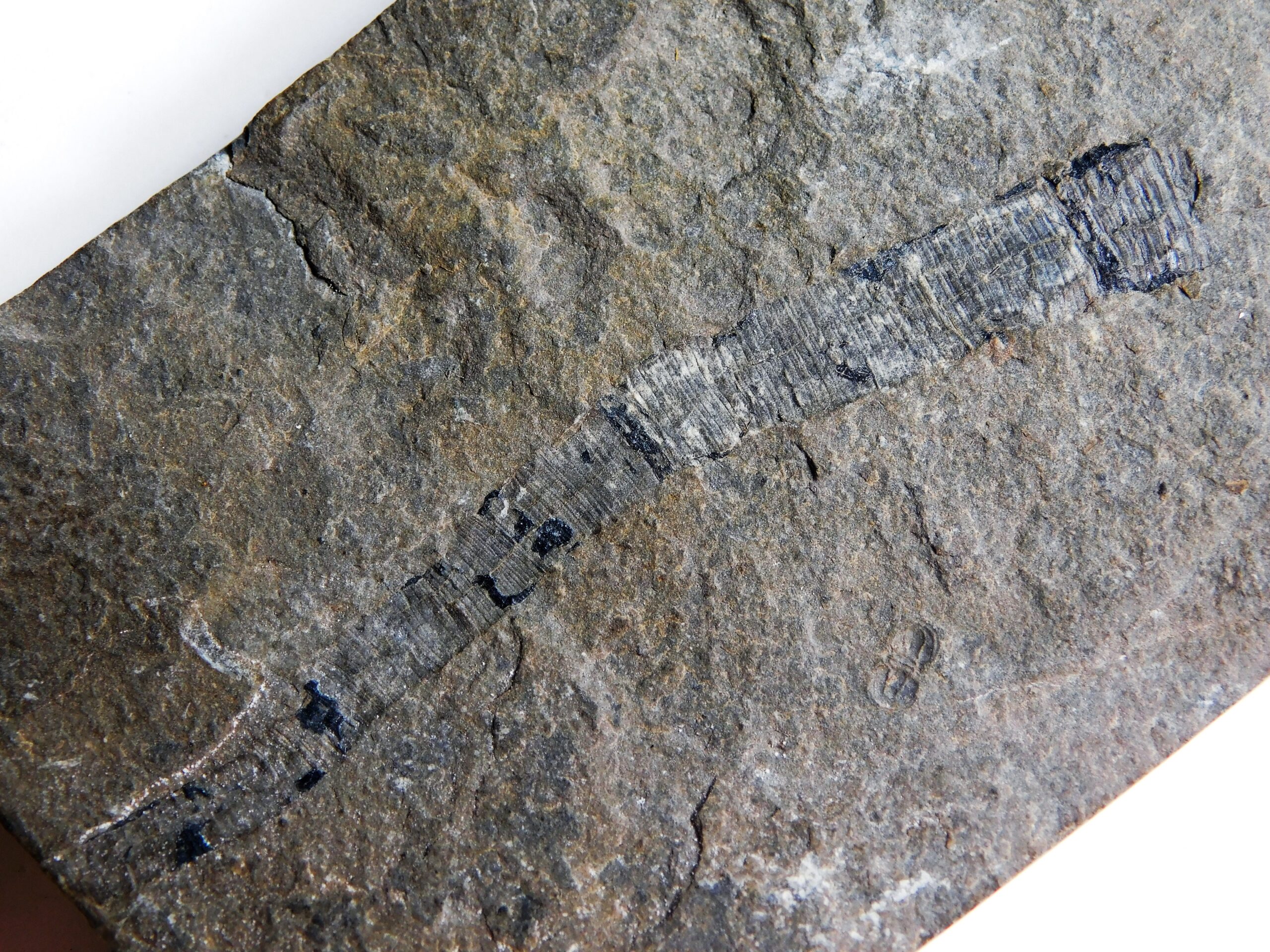 Burgess Shale Worm - Scathascolex minor