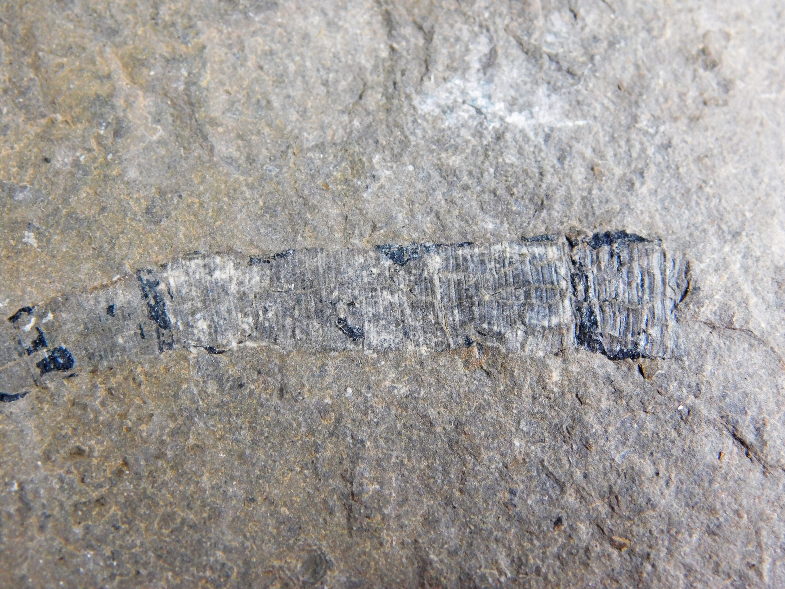 Burgess Shale Worm - Scathascolex minor - Image 4