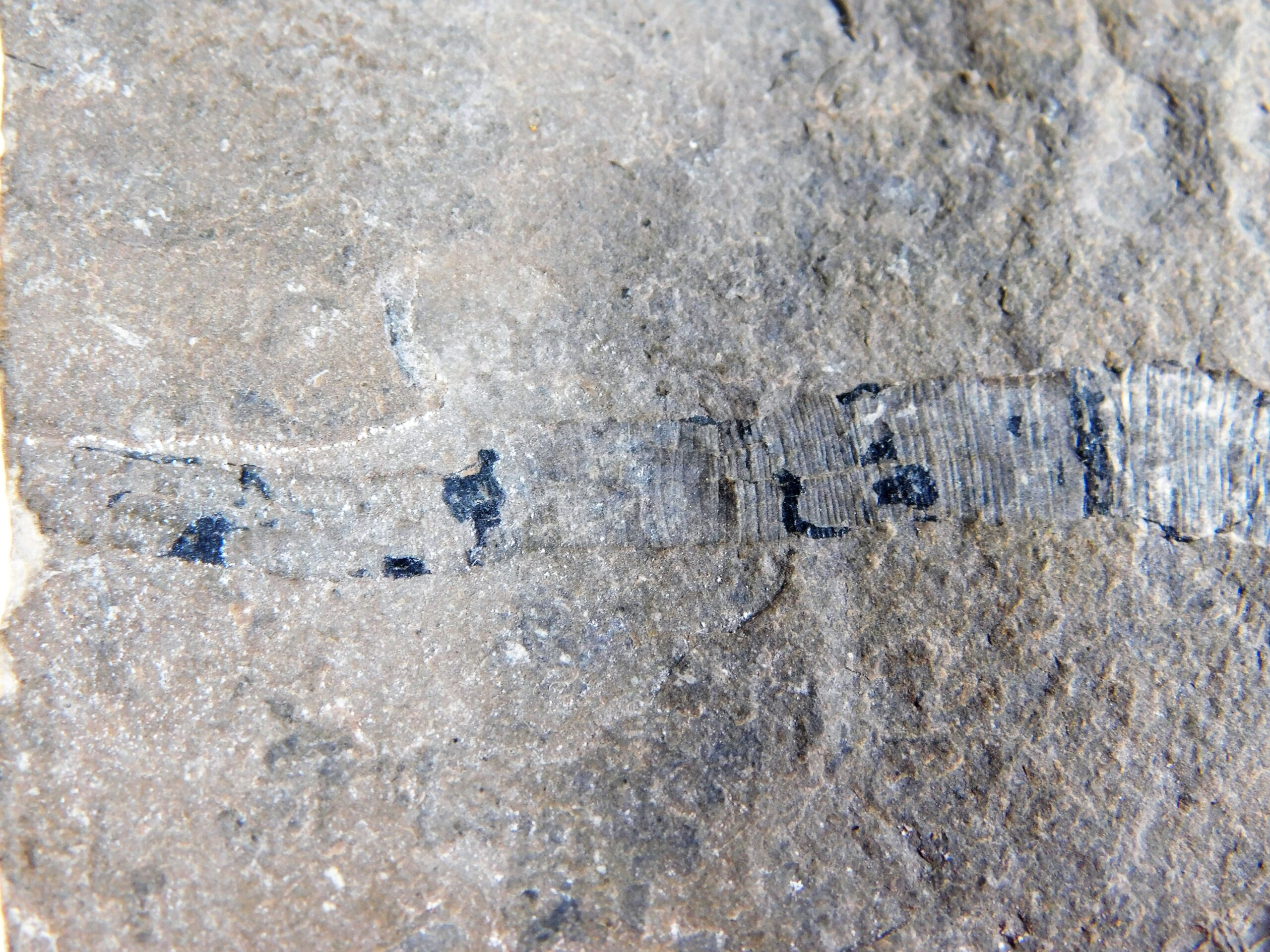Burgess Shale Worm - Scathascolex minor - Image 2