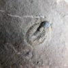 Parkaspis decamera - Image 3