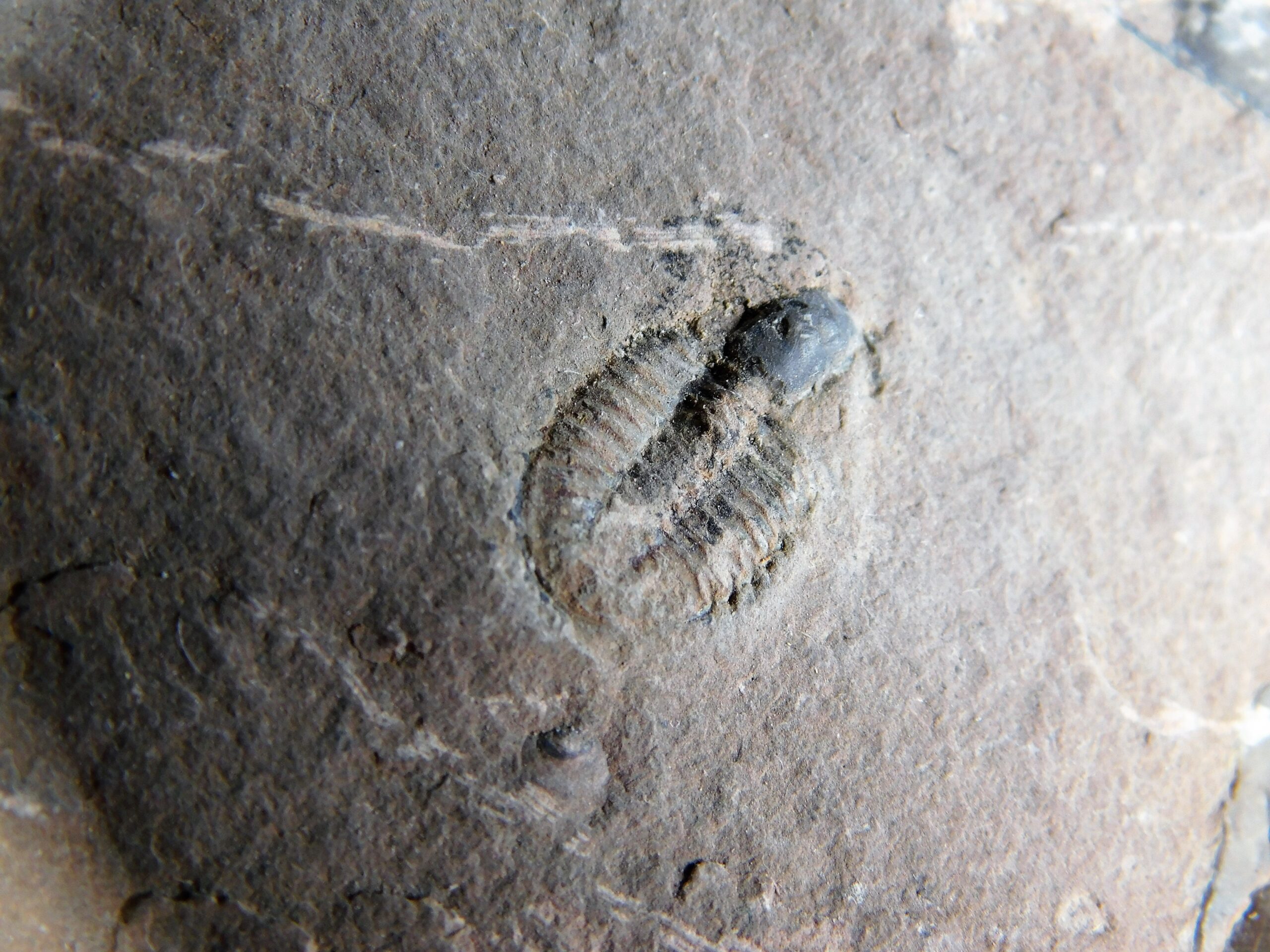Parkaspis decamera - Image 3