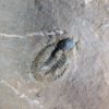 Parkaspis decamera - Image 4