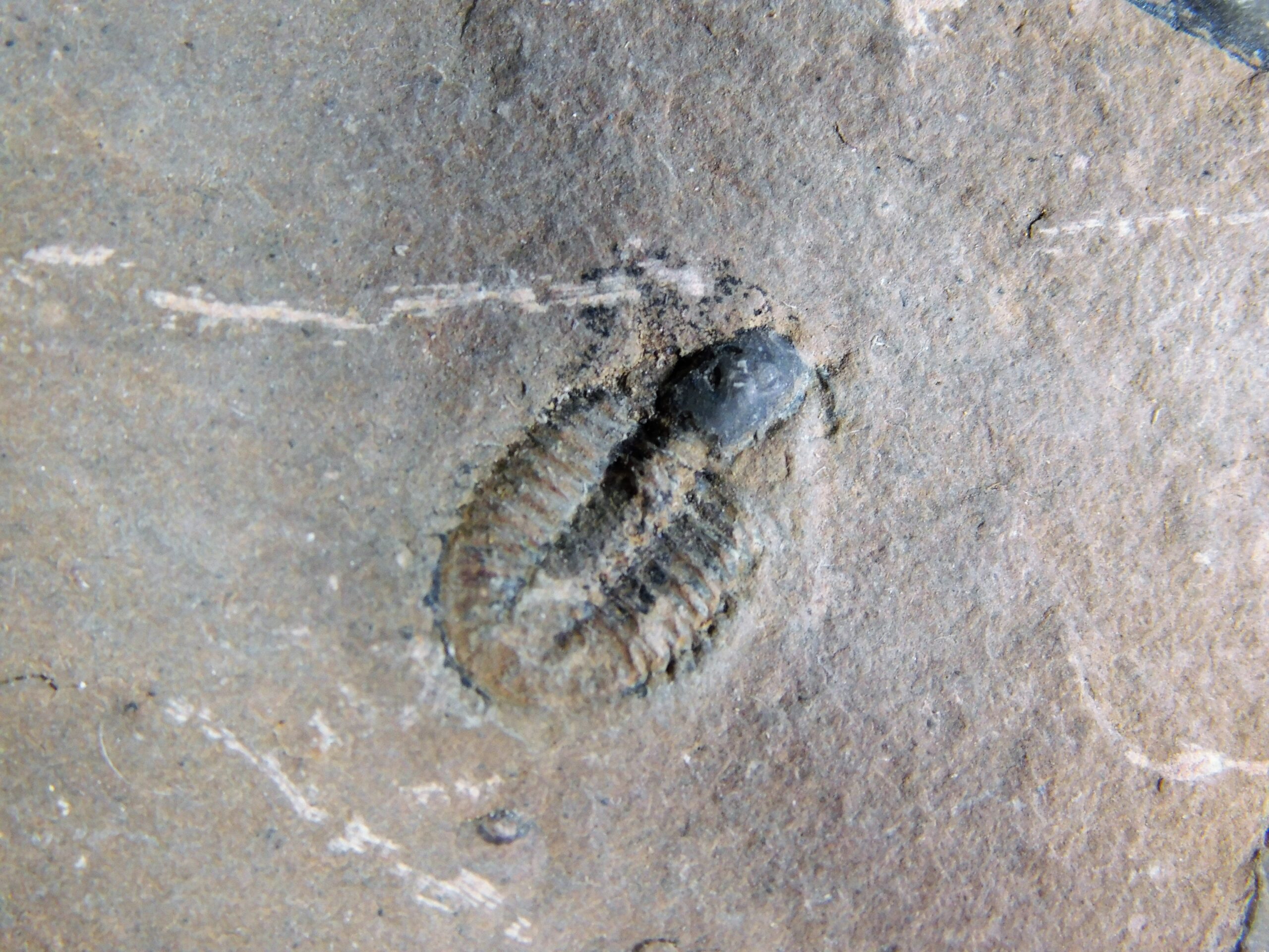 Parkaspis decamera