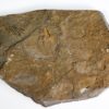 Elrathina cordillerae - Image 6