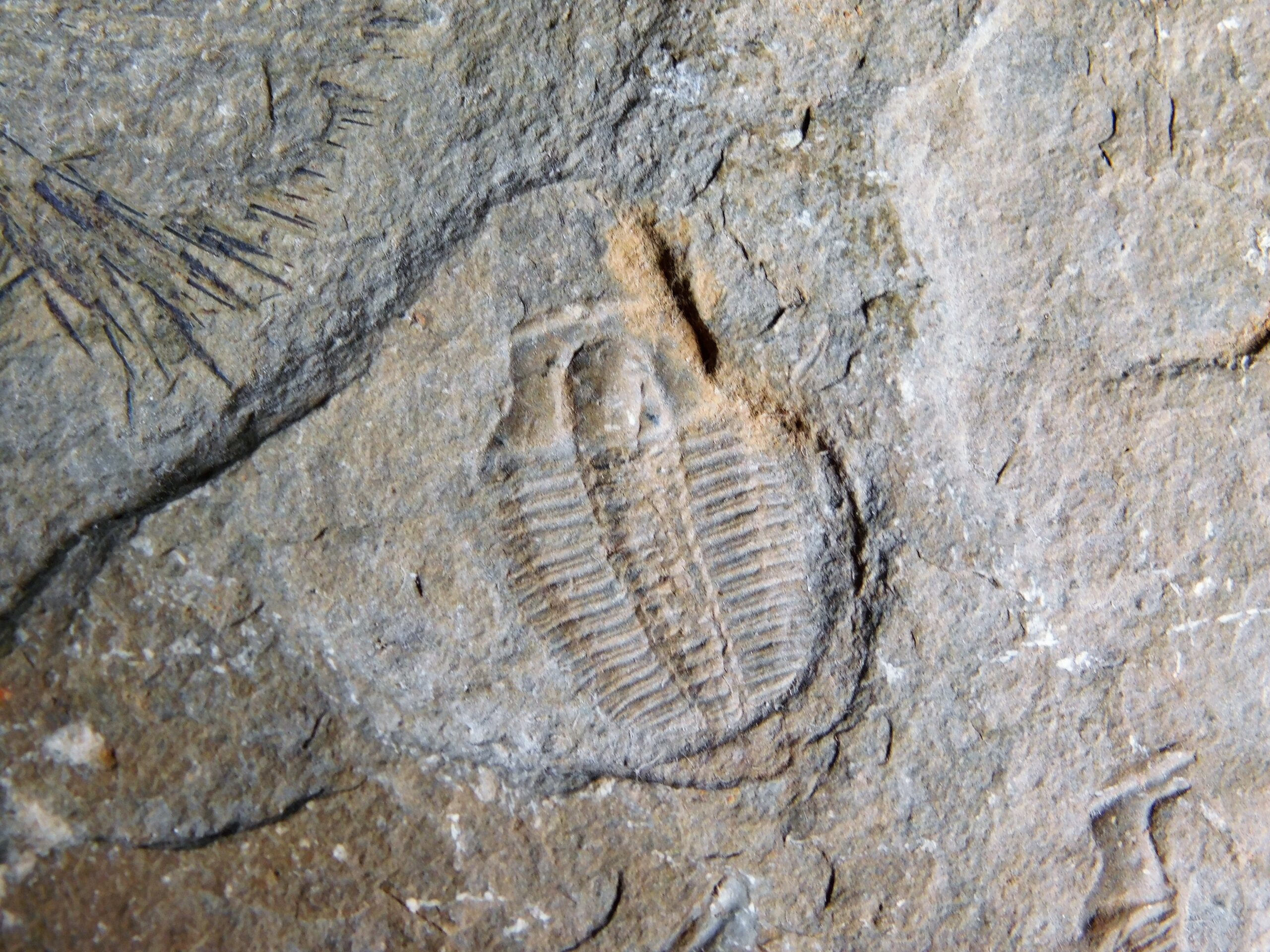 Elrathina cordillerae - Image 3