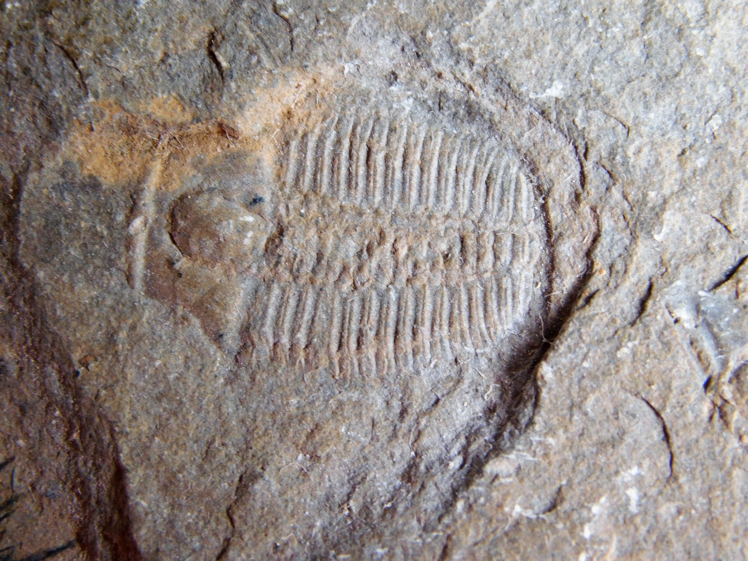 Elrathina cordillerae - Image 4