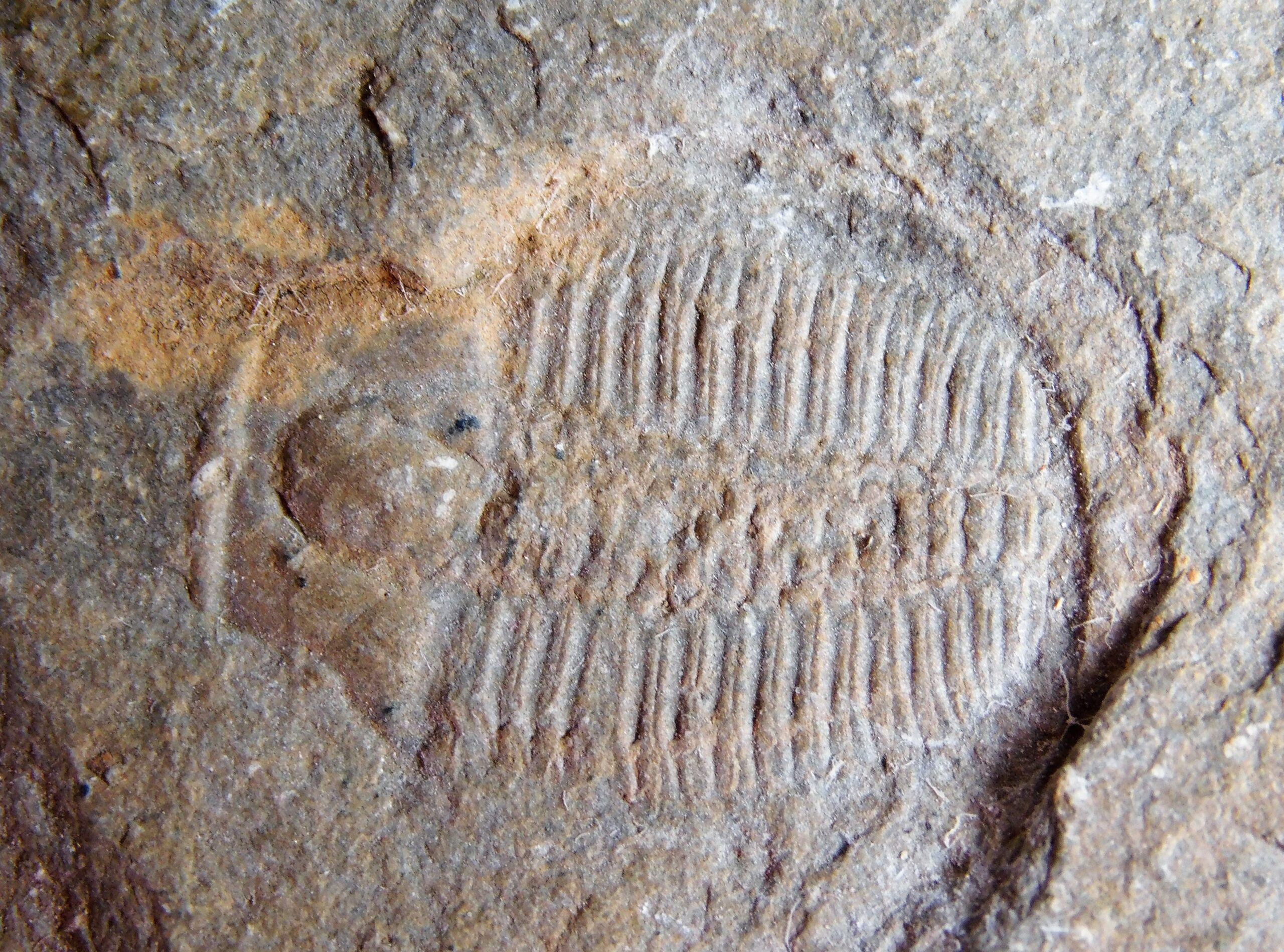 Elrathina cordillerae