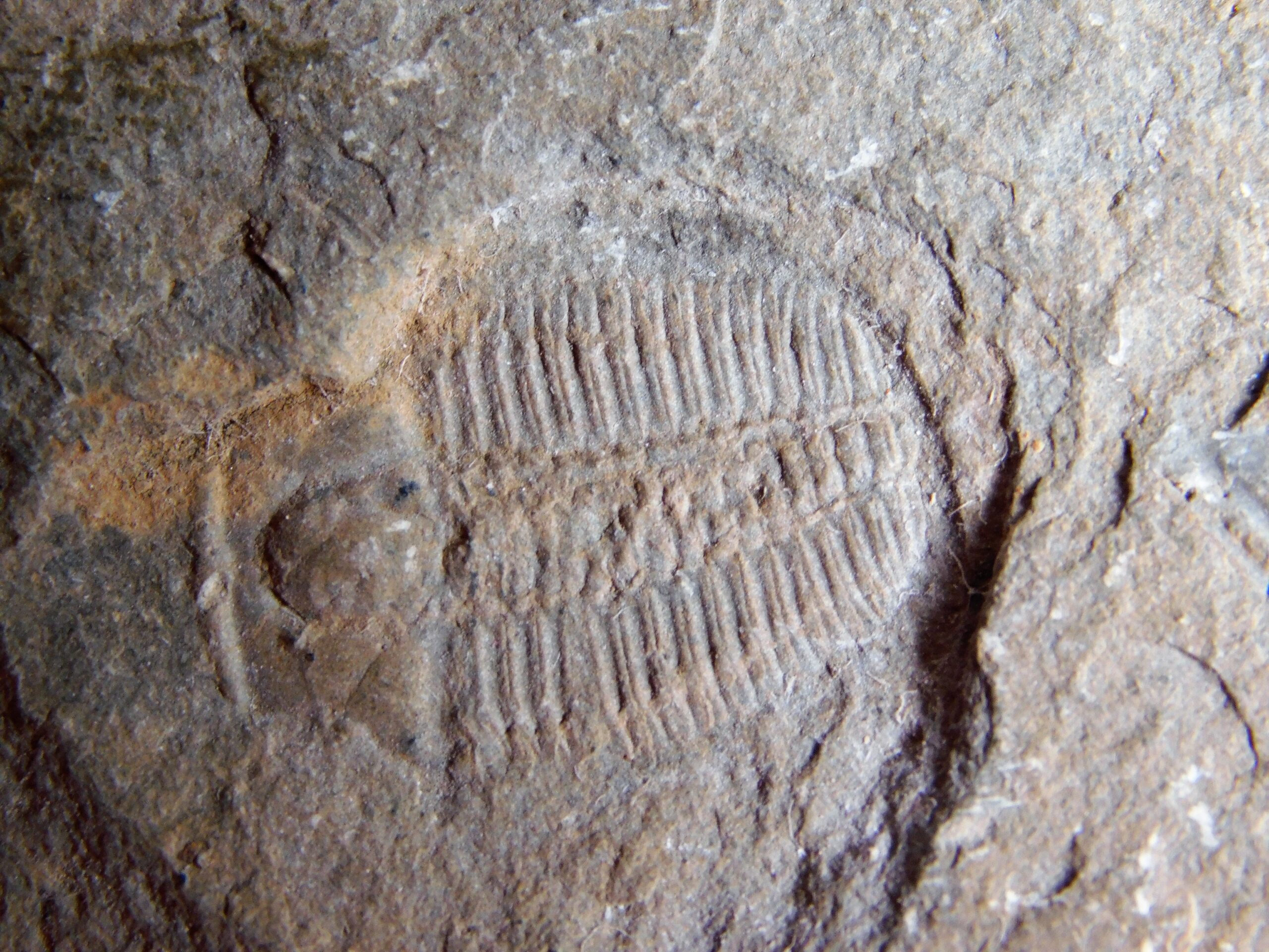 Elrathina cordillerae - Image 2