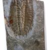 Olenoides serratus - Image 2