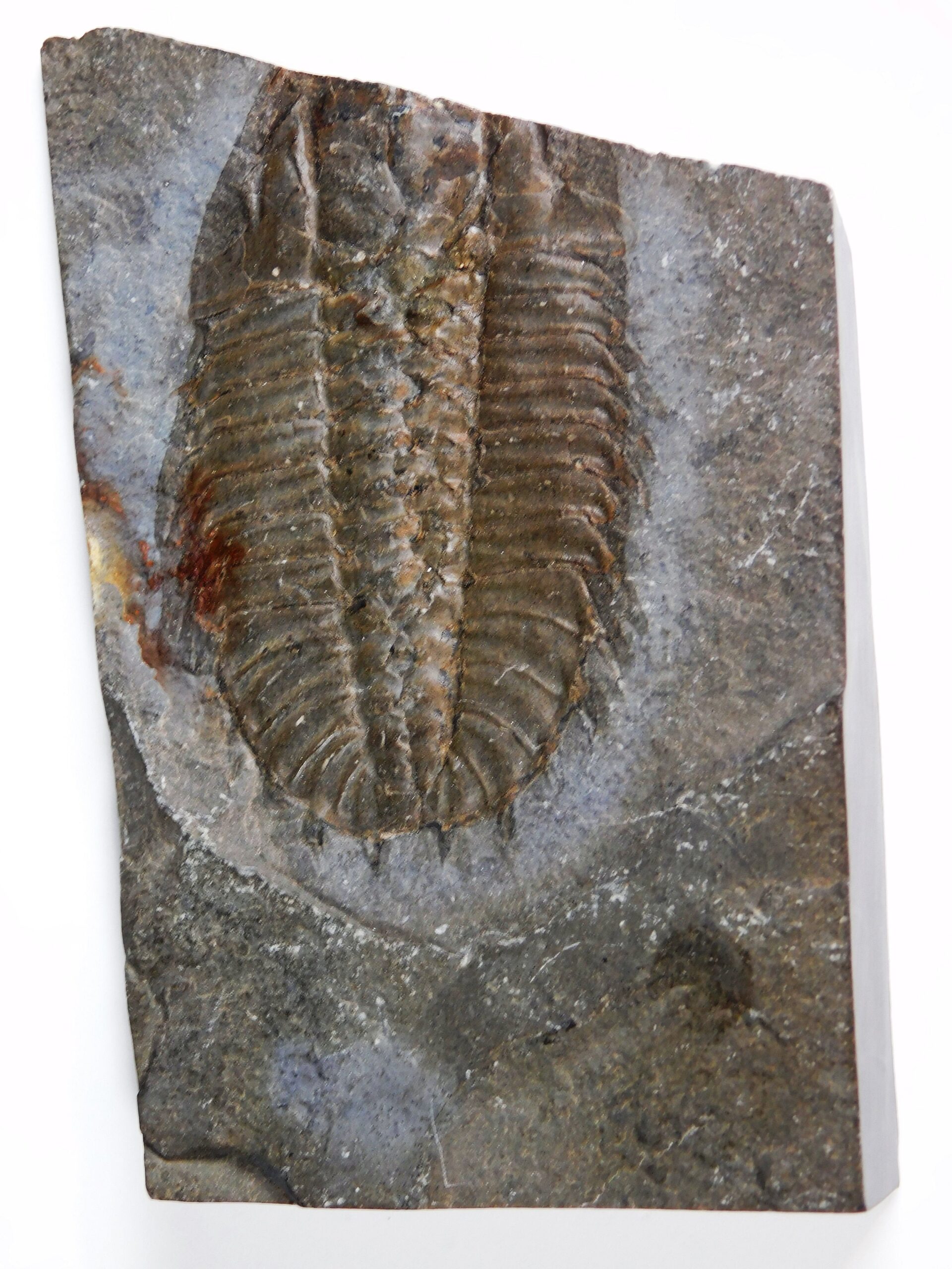 Olenoides serratus - Image 2