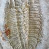 Olenoides serratus - Image 3