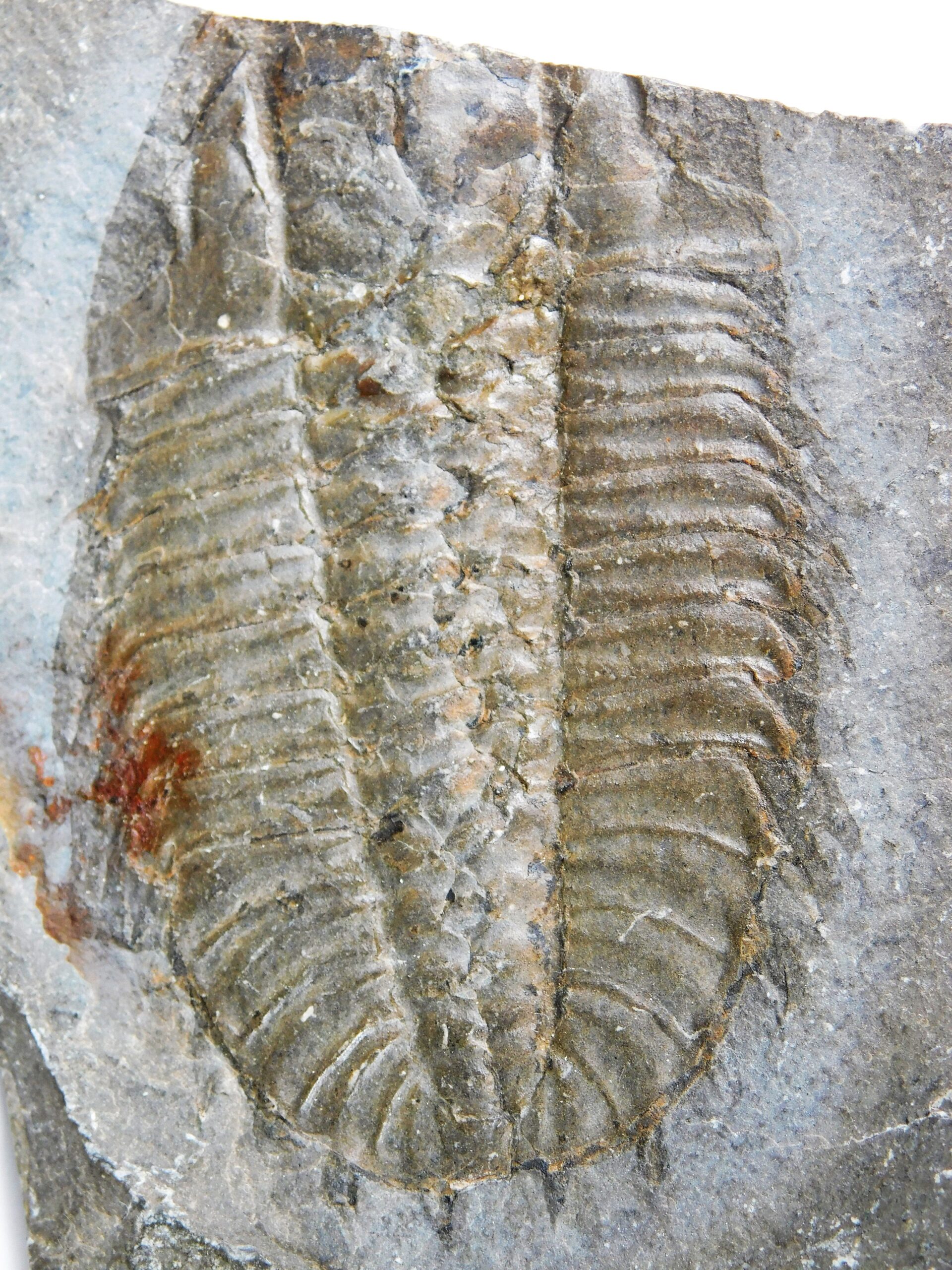 Olenoides serratus