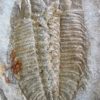 Olenoides serratus - Image 4
