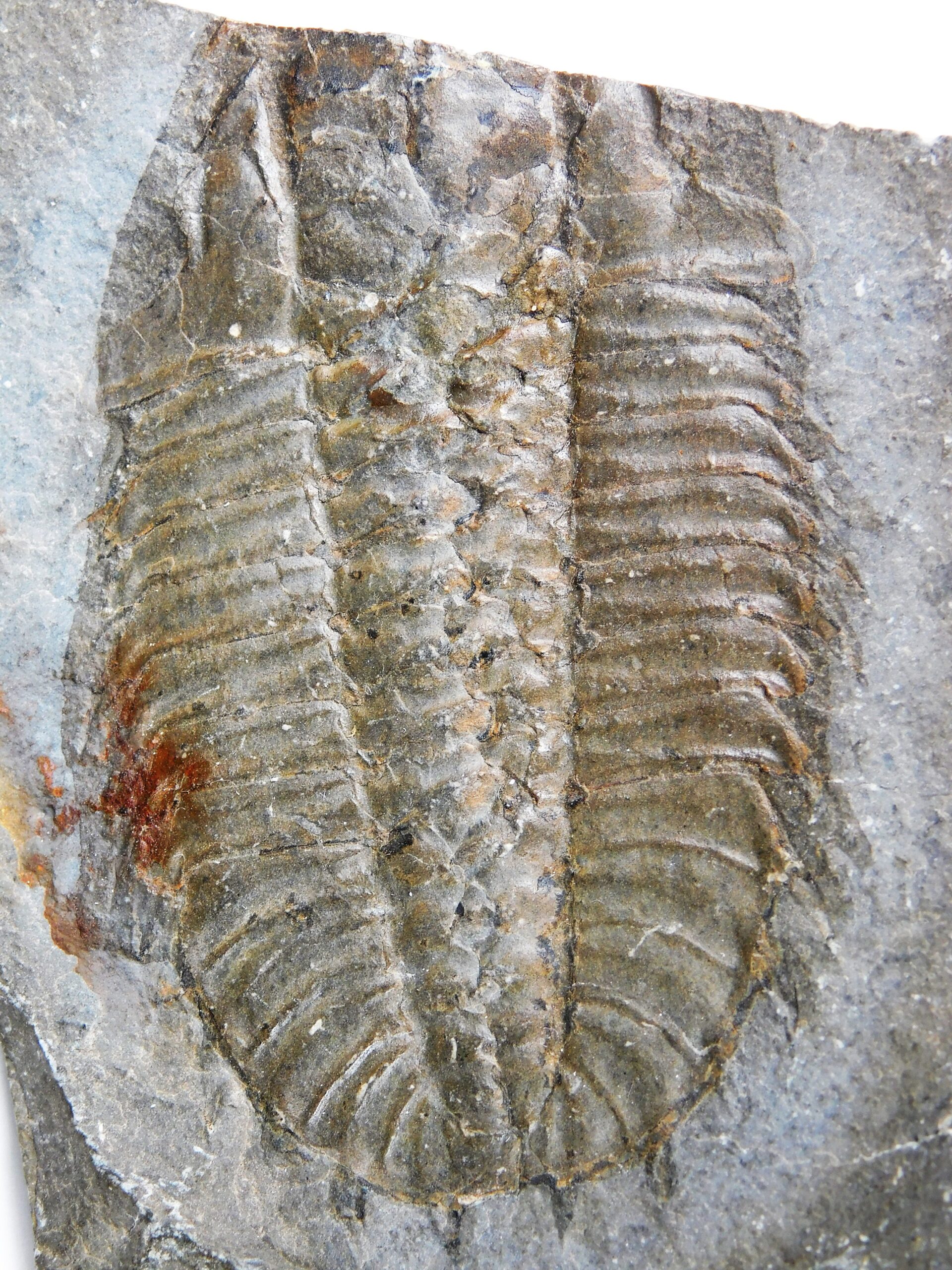Olenoides serratus - Image 3