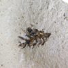 Conifer cone - Image 2