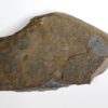 Elrathina permulta - Image 2