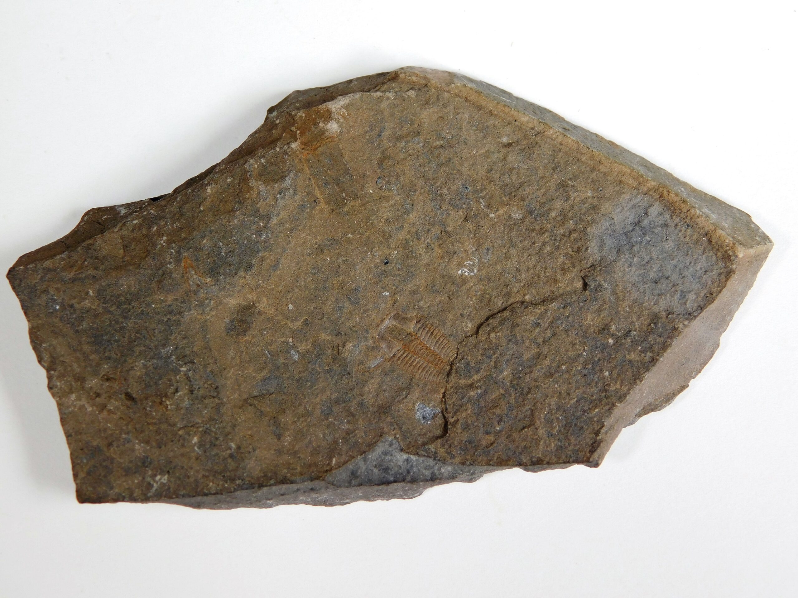 Elrathina permulta - Image 2