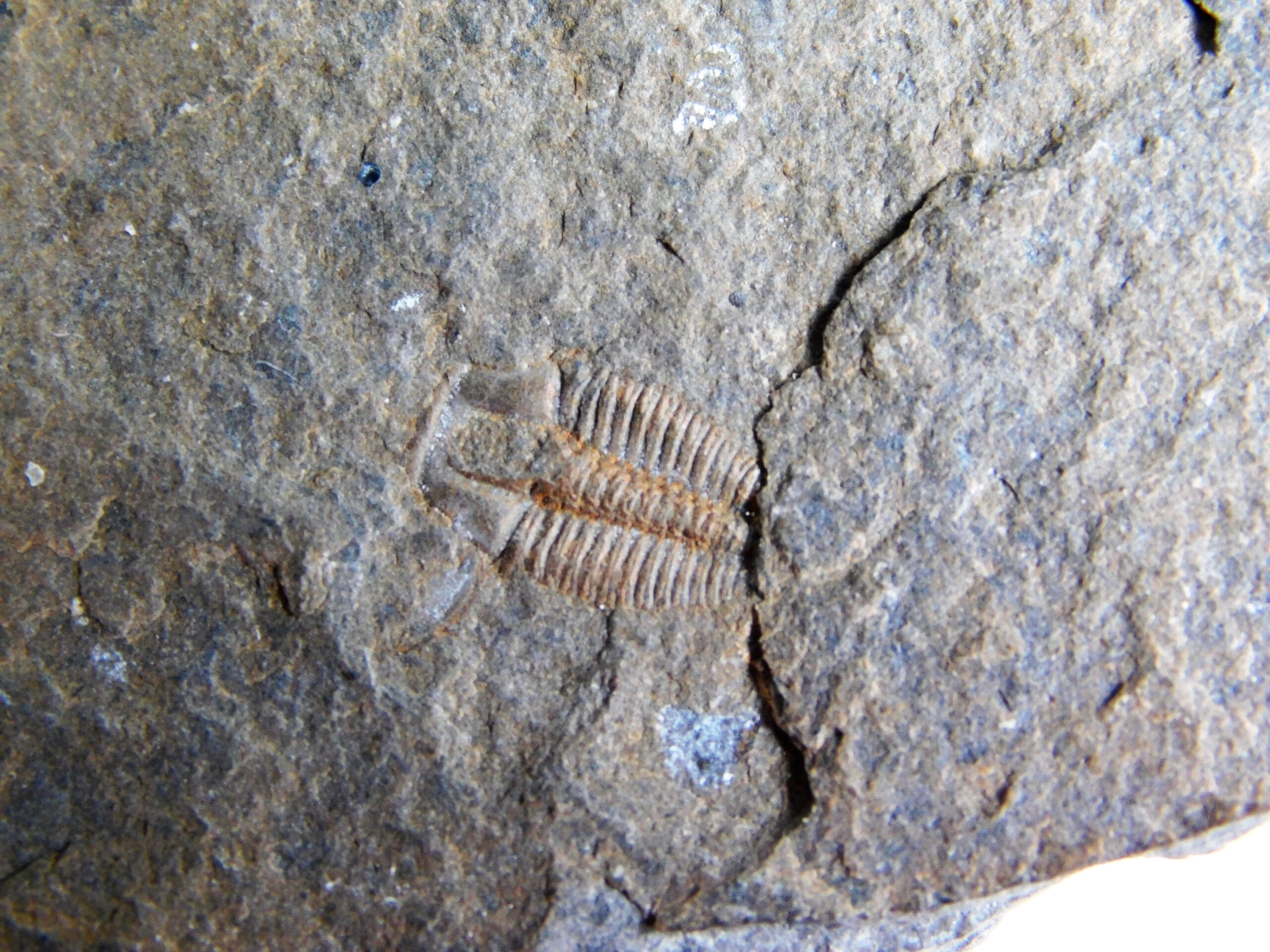 Elrathina permulta - Image 3