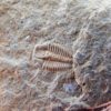 Elrathina permulta - Image 4