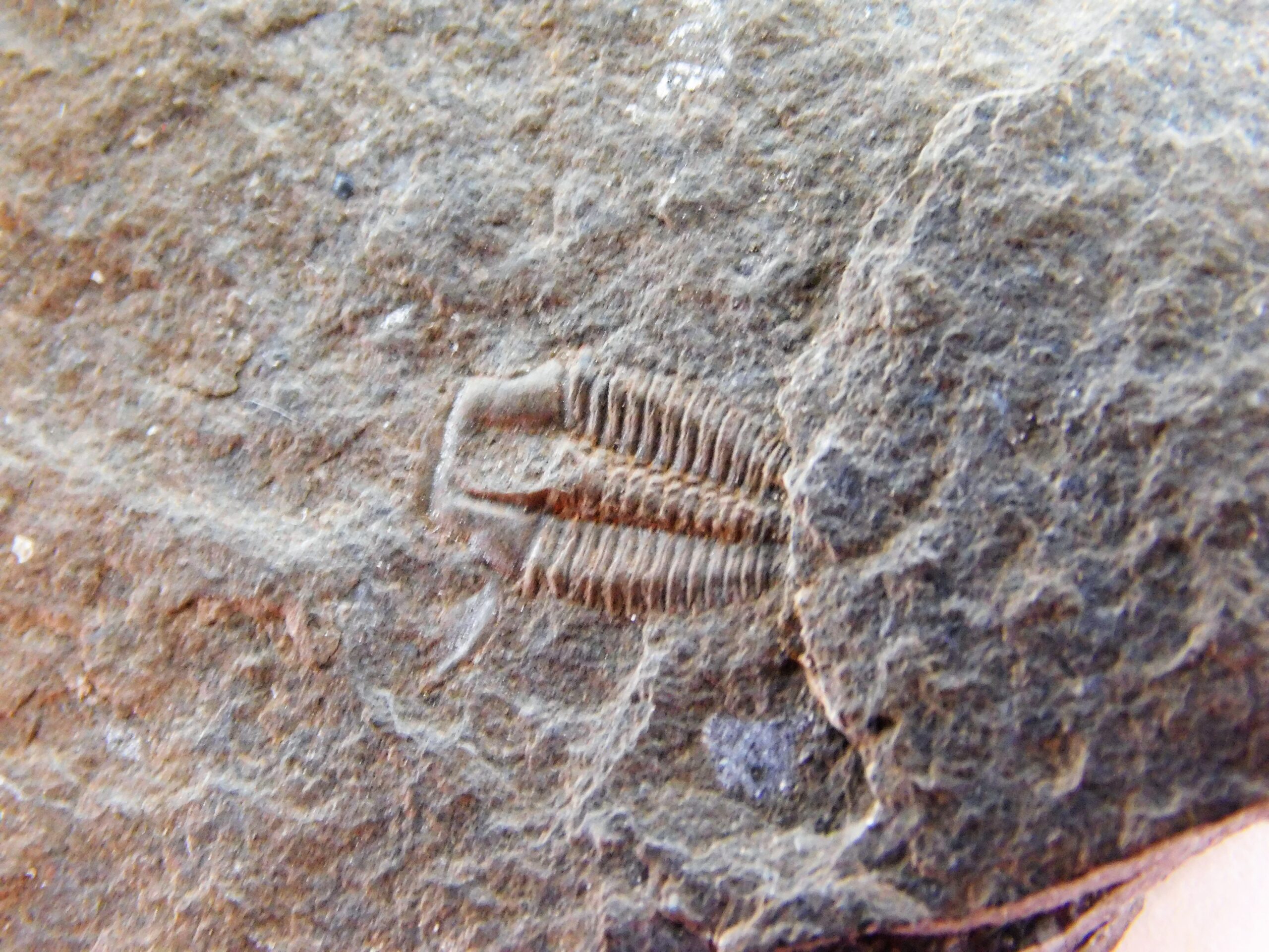 Elrathina permulta