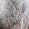 Triplagnostus burgessensis - Image 3