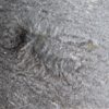 Yohoia tenuis - Image 3